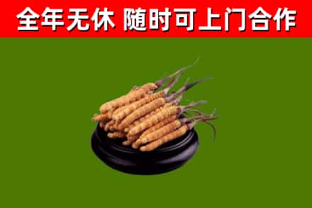罗湖区回收散虫草
