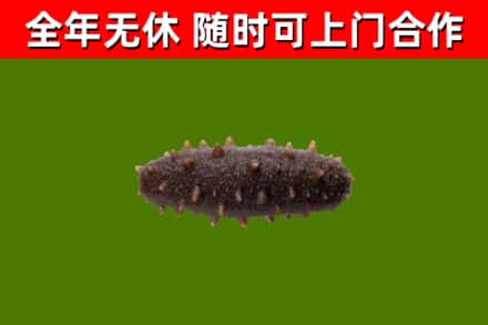 罗湖区回收海参干